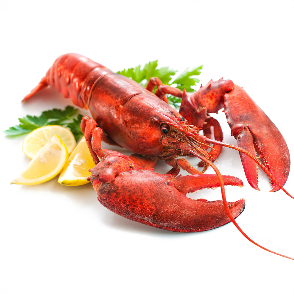 Lobster / Hummer, kanadischer, gekocht, WILDFANG