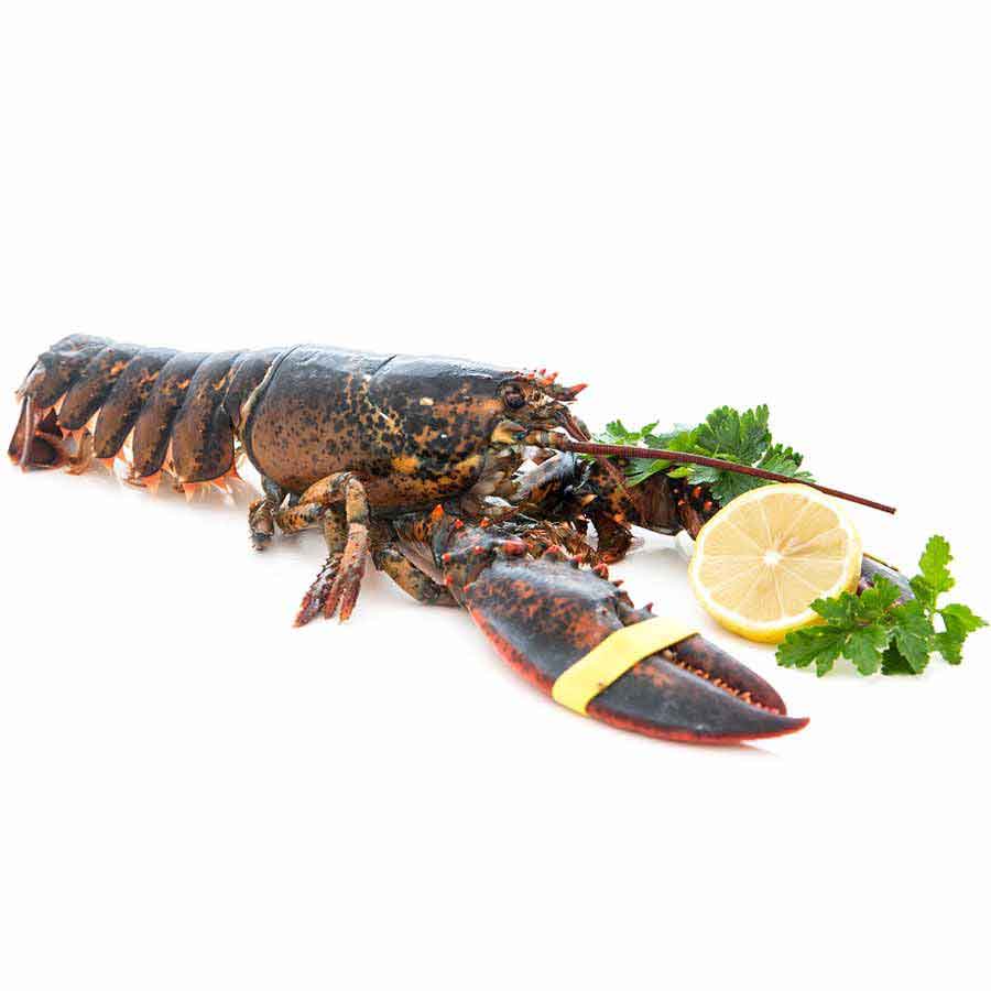Lobster / Hummer, kanadischer, WILDFANG, roh